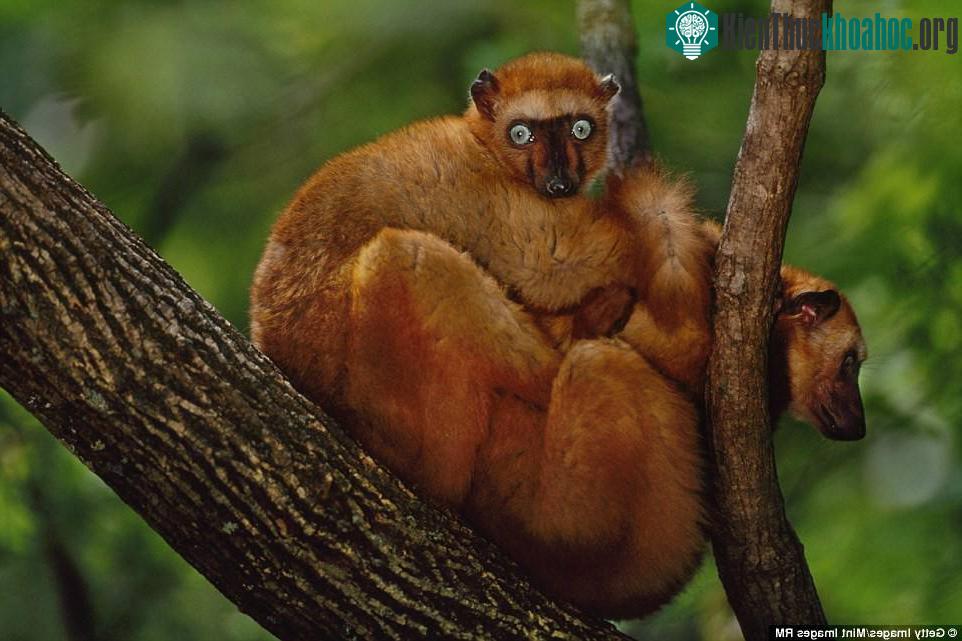 Nó lại thuộc về loài vượn đen mắt xanh (Eulemur flavifrons). Đây là loài linh trưởng duy nhất có mắt màu xanh (không tính loài người). Đặc biệt, mắt c...