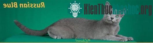 Mèo Russian Blue