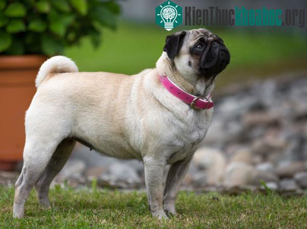Phần lớn chó Pug ngày nay có phần... béo hơn.