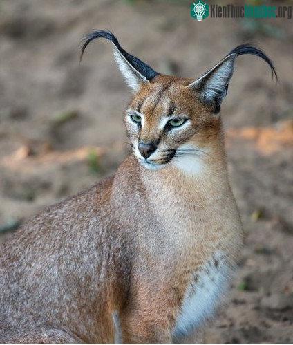 Tìm hiểu về loài mèo hoãng dã Caracal