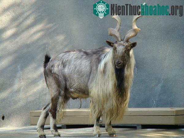 Những loài vật cần phải gặp trước khi chúng biến mất- ảnh 14