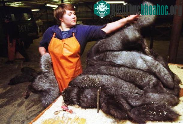 Do có kích thước nhỏ (con đực trưởng thành trung bình nặng 3,5 kg và con cái 2,9 kg), không có khả năng chống đỡ, cáo Bắc cực thường bị ăn thịt bởi ch...