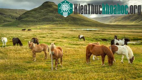 Những phát hiện bất ngờ về trí tuệ của động vật