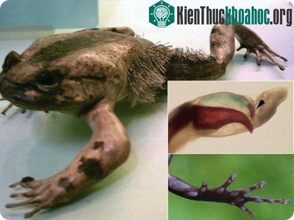 7 loài động vật "quá nhanh quá nguy hiểm" hơn cả siêu anh hùng- ảnh 15