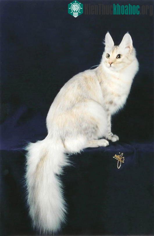 Mèo Angora