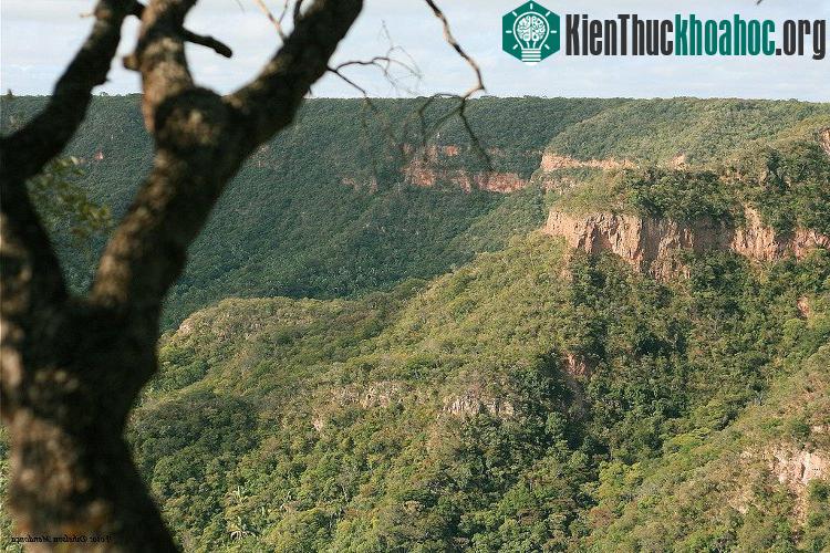 Rừng Caatinga.