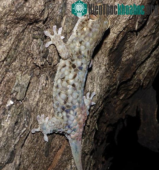 Tắc kè vảy cá Geckolepis megalepis.