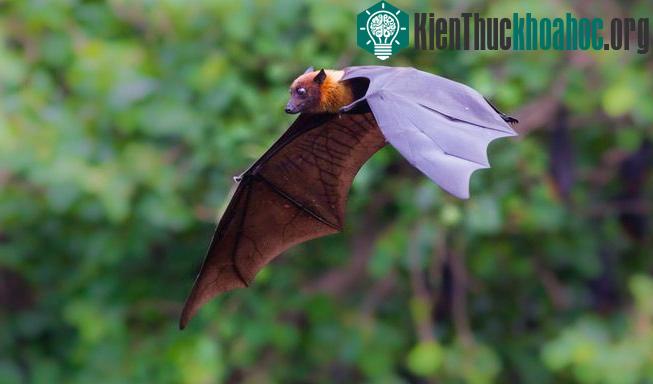 Định hướng là một hoạt động có mối liên hệ rất nhiều tới trí nhớ.