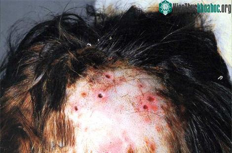 Các nhà khoa học phải sử dụng "liệu pháp xông khói" - hút các ký sinh trùng ra.