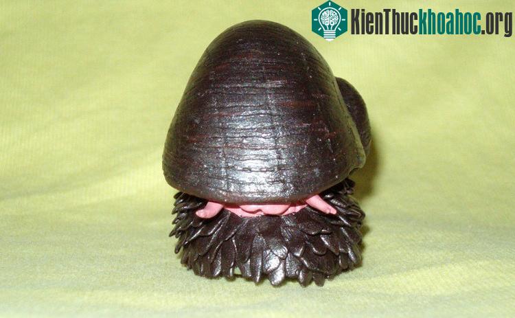 Môi trường sống khắc nghiệt khiến ốc phải thích nghi với chiếc vỏ gồm 3 lớp.