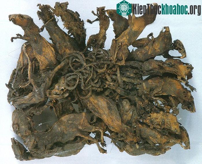 Vua chuột lớn nhất thế giới, trưng bày trong bảo tàng khoa học Mauritanium tại Altenburg (Đức).