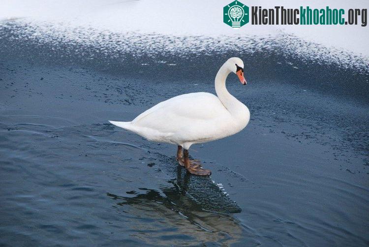 Một số loài như vịt và mòng biển dành đáng kể thời gian đứng trên vùng biển băng giá.