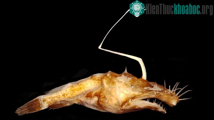 Cá Lasiognathus dinema