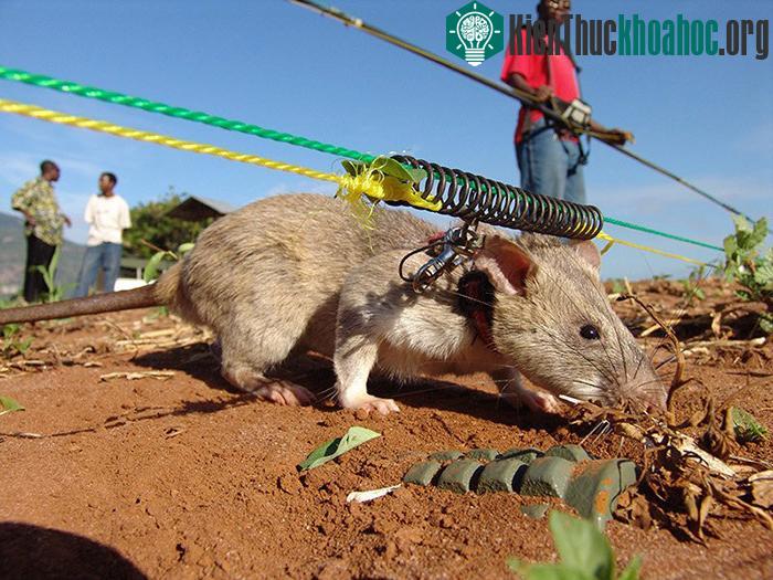 Chuột khổng lồ châu Phi