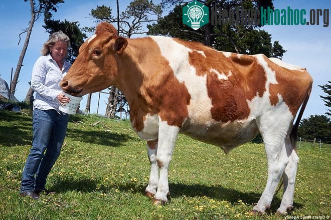 Big Moo hiện đang được nuôi ở trang trại của bà Joanne Vine.