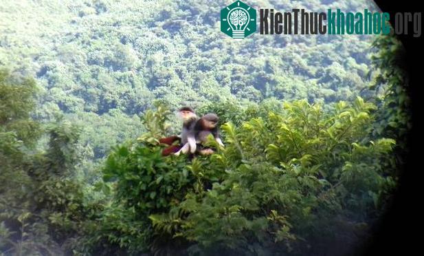Đàn voọc này được phát hiện ở rừng phòng hộ Bắc Hải Vân.