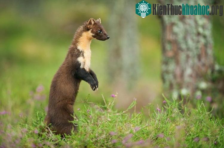 "Lính gác" Meerkat đang tập trung canh gác cho đồng loại đi kiếm thức ăn.