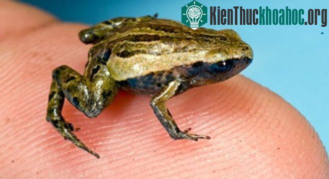 Nhái độc Eleutherodactylus