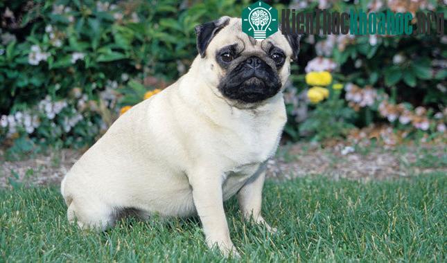 Chó Pug