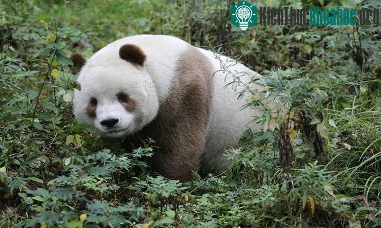 Gấu trúc nâu duy nhất trên thế giới ăn 40kg tre mỗi ngày ảnh 2