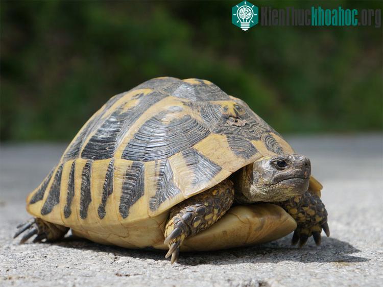Eunotosaurus thường được tìm thấy ở gần ao và bờ sông.