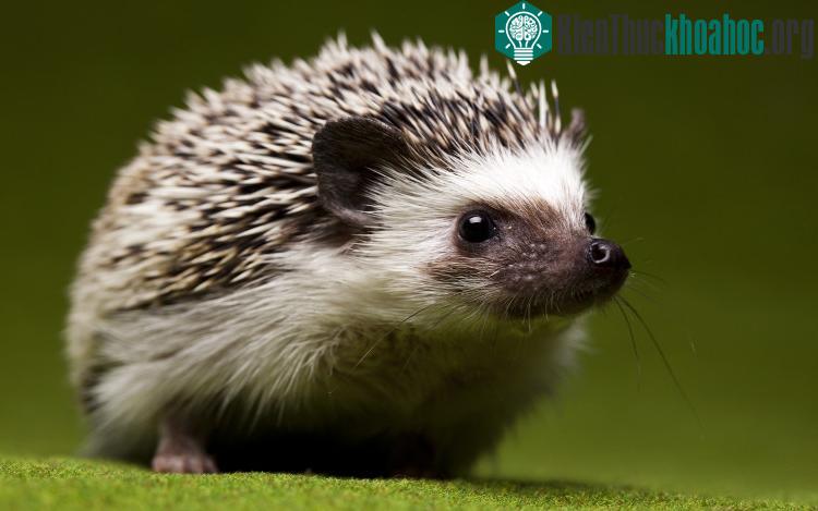 Hình dáng bé nhỏ, dễ thương của nhím gai Hedgehog.