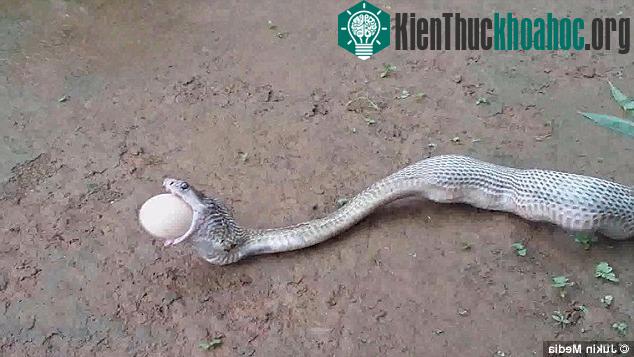 Loài rắn không nhai thức ăn mà thường nuốt chửng và dựa vào chất dịch trong bụng để tiêu hóa thức ăn.
