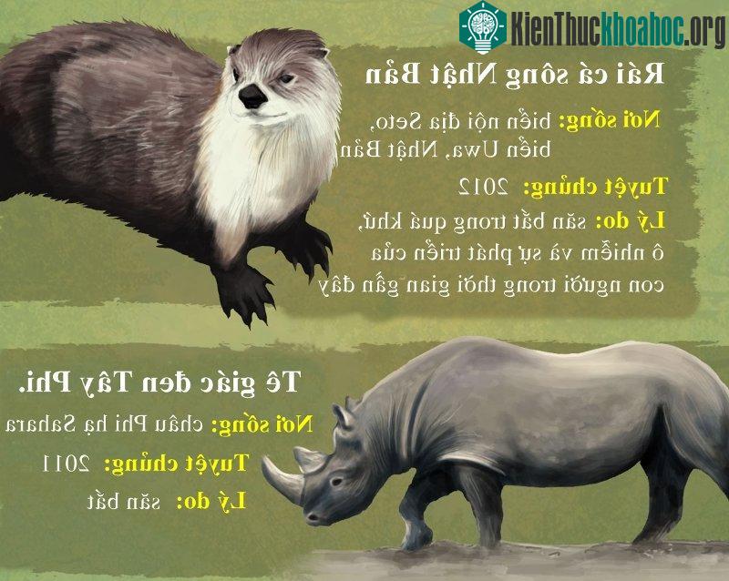 Rái cá sông Nhật Bản tuyệt chủng do ô nhiễm và sự phát triển của con người trong thời gian gần đây.