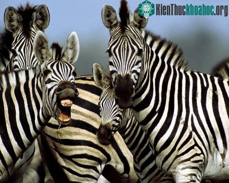 Ngựa vằn cho dù có thuần hóa được thì cũng chỉ để làm cảnh cho thiên nhiên mà thôi.