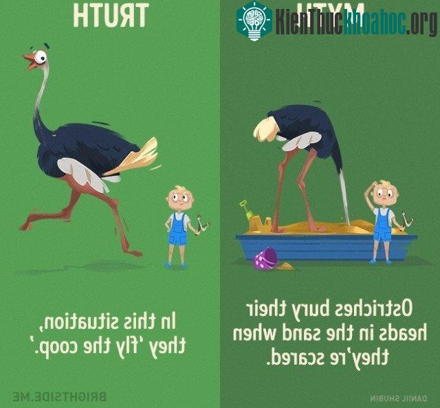 3. Đà điểu vùi đầu trong cát khi chúng sợ hãi? Sự thật là trong tình huống này chúng sẽ "cao chạy xa bay".
