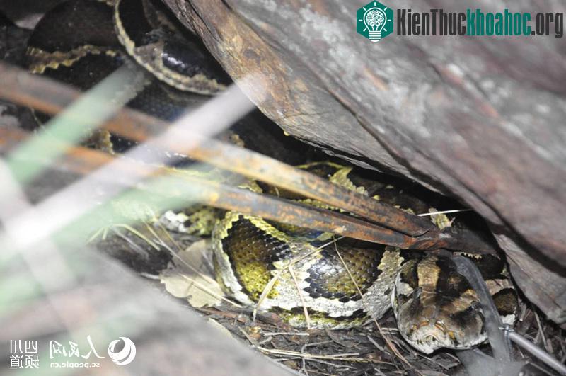Theo các chuyên gia, con vật bị bắt thuộc giống trăn mốc (Python molurus bivittatus), là một trong 6 giống trăn lớn nhất trên thế giới. Loài trăn này không có nọc độc nhưng rất hung dữ.