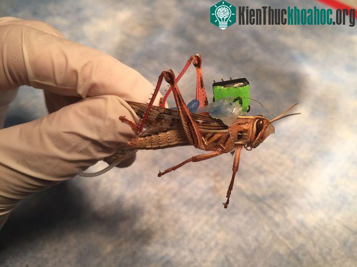 Các nhà khoa học quyết định tận dụng lợi thế của hệ thống khứu giác tự nhiên bên trong mũi của châu chấu.
