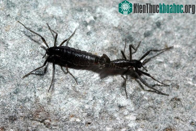 Một số loài côn trung thấp bé nhẹ cân nhưng lại có sức chịu rét cực tốt.
