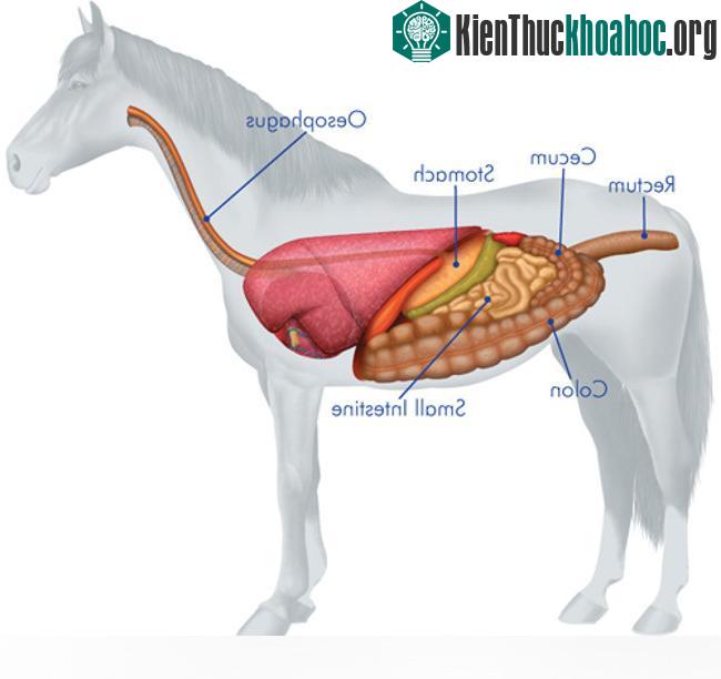 Chiều cao ngựa đo từ đất đến đỉnh xương u đỉnh vai