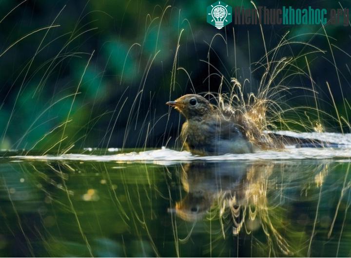 Những tia nước bắn tung tóe khi chú chim robin nhỏ thích thú quẫy mình trong nước