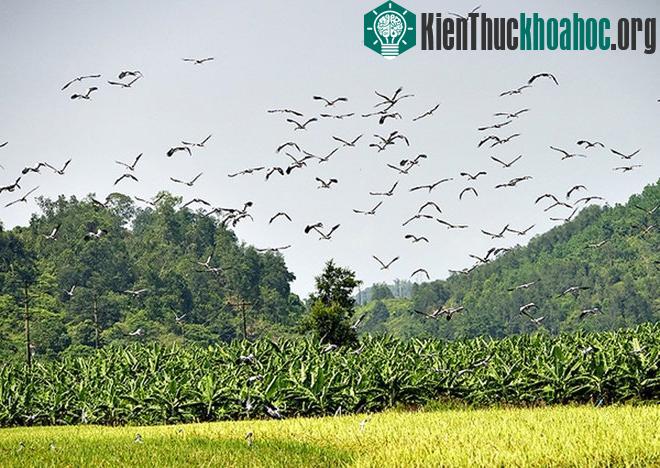 Theo người dân địa phương, trọng lượng mỗi con từ 2 đến 3 kg.