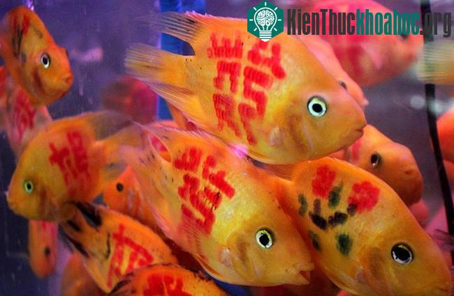 Đây là kết quả lai của...