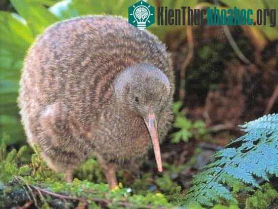 Chim Kiwi