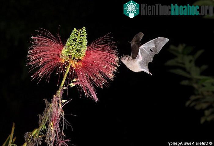 Những con dơi phát hiện hoa nở bằng cách đánh hơi mùi hương phát ra từ chúng