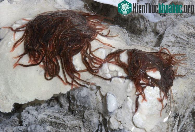 Những con giun này có thể sống tại những nơi có điều kiện cực kì khắc nghiệt.