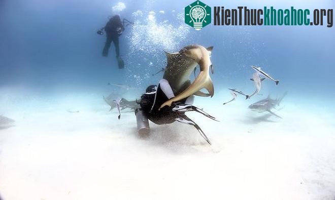 Nhà sinh vật học hải dương áp dụng kỹ thuật trước ba con cá mập chanh liên tục bơi quanh ông.