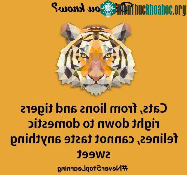 3. Mèo, sư tử và hổ không thể nếm vị ngọt.