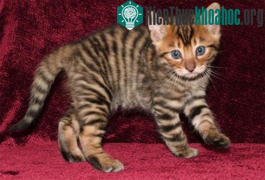 Mèo Toyger