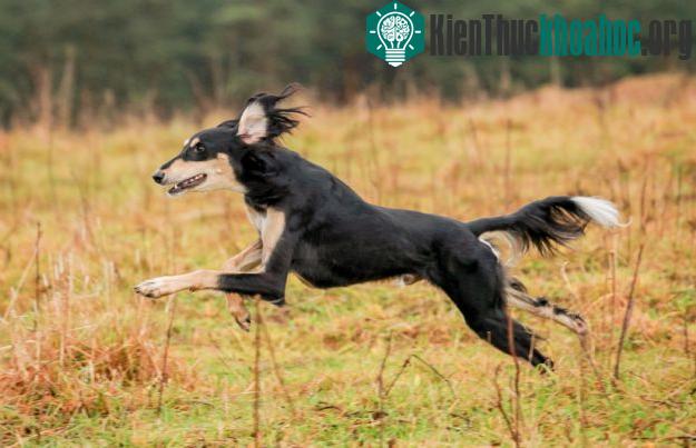 Chó Saluki (tốc độ tối đa: 64 km/h).