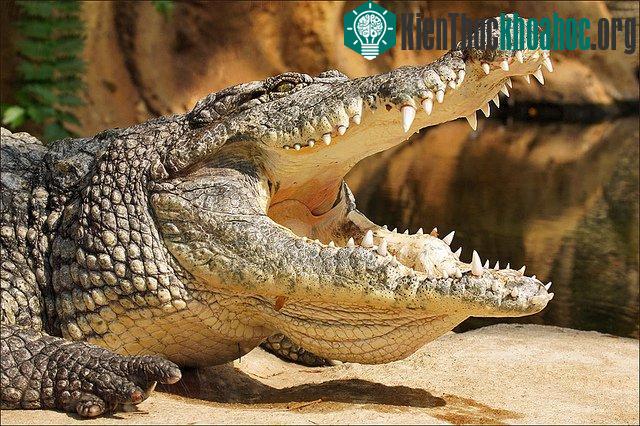 Hàm răng chắc khỏe (Ảnh: internet)