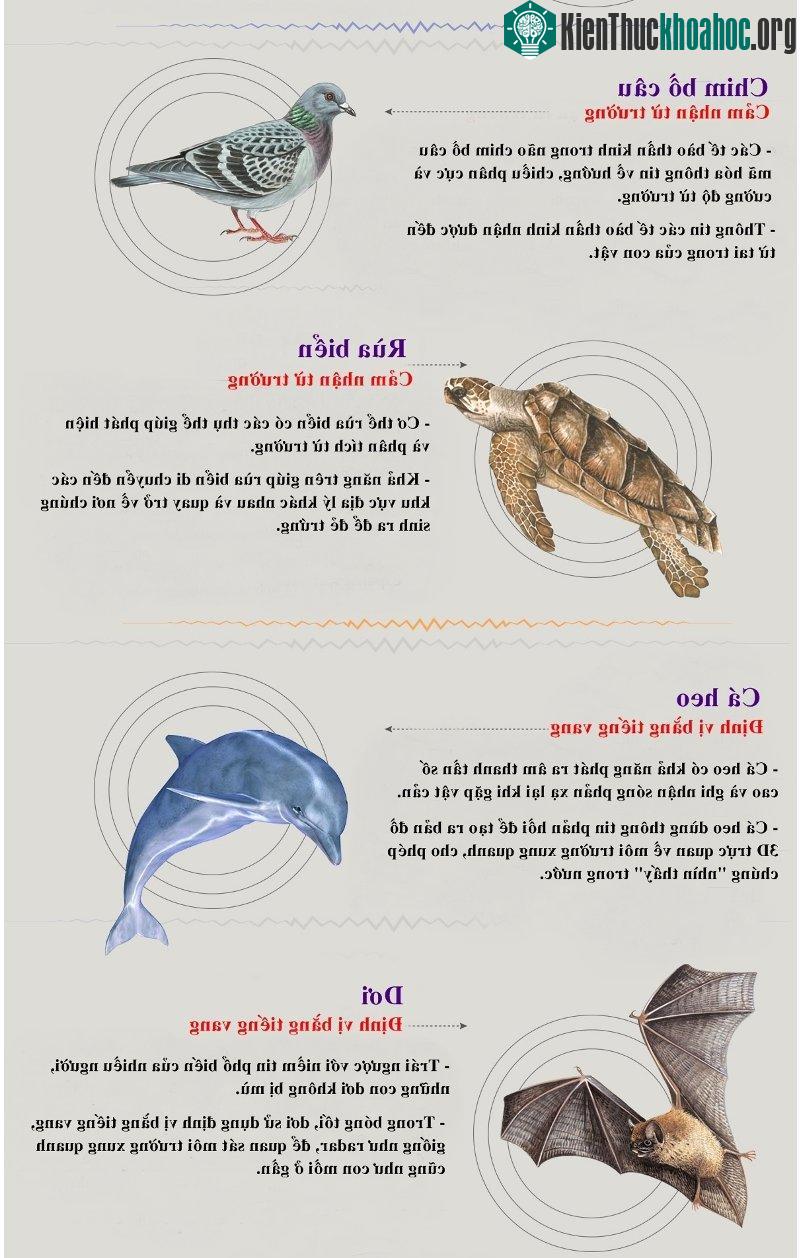 Loài dơi không bị mù, chúng định vị bằng tiếng vang trong bóng tối.