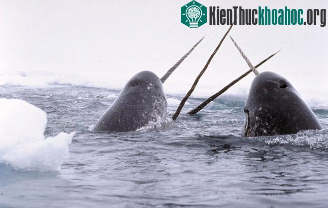 Kỳ lân biển là loài động vật biển có đặc trưng là chiếc răng thẳng, dài, mọc ra từ miệng và trông giống chiếc sừng. Ở con đực, răng có thể mọc dài gần ba mét và được cho là giúp chúng khi giao phối...