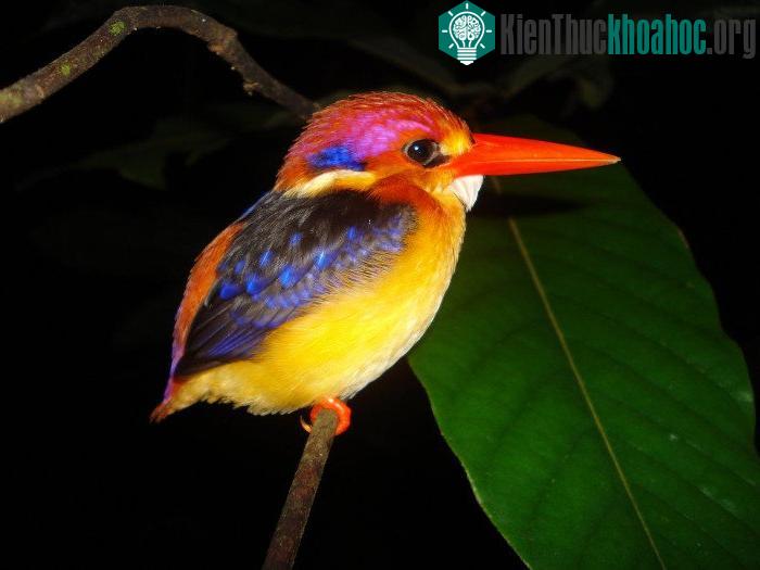 Chim bồng chanh lưng đen có độ dài khoảng 13cm.