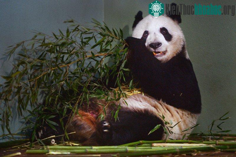 Trước đây gấu trúc bị người Trung Quốc coi là "quái vật" vì màu lông kì dị.