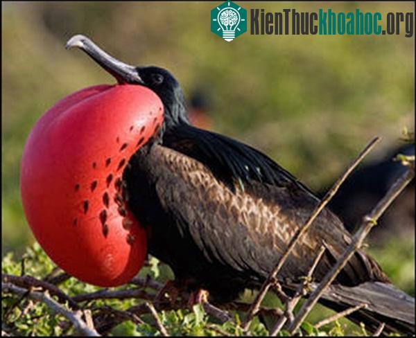 Chim chiến (Magnificent frigate bird)